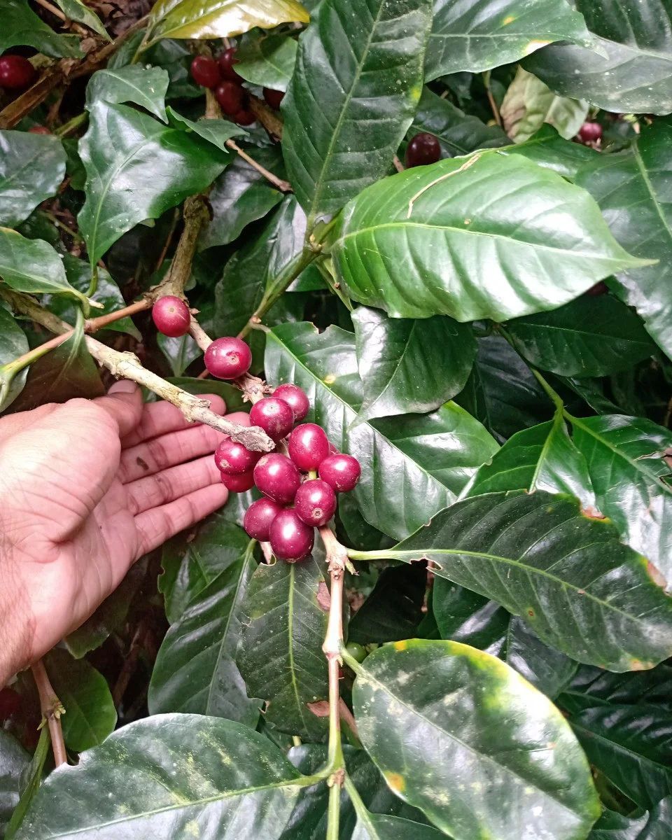The Unparalleled Quality of Colombian Coffee